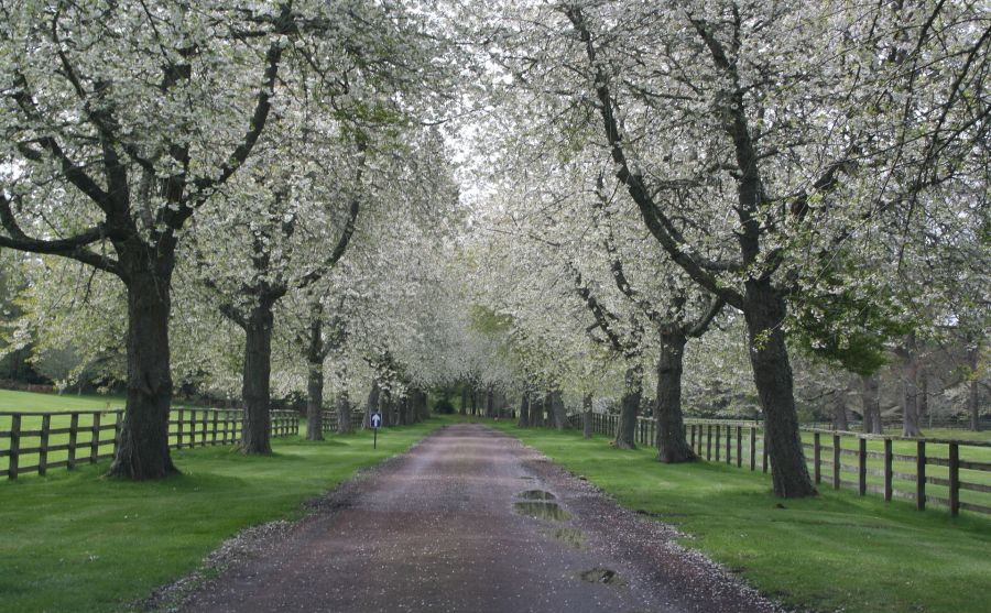 SINAOPT KFT je uradni distributer pnevmatik MRL